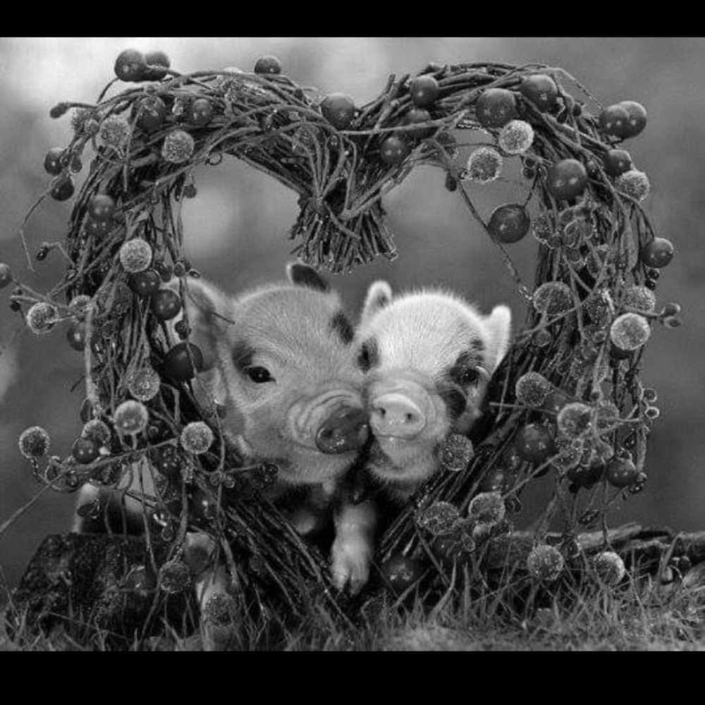 Meet your Posher, Jerri lynne